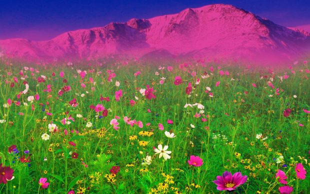 Download free Wallpaper Field of Flowers 1.