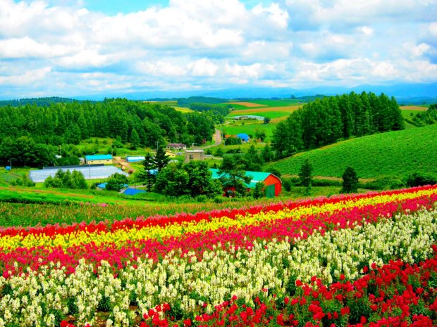 Download free Wallpaper Field of Flowers 2.