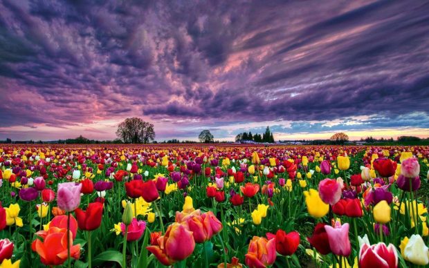 Download free Wallpaper Field of Flowers 3.