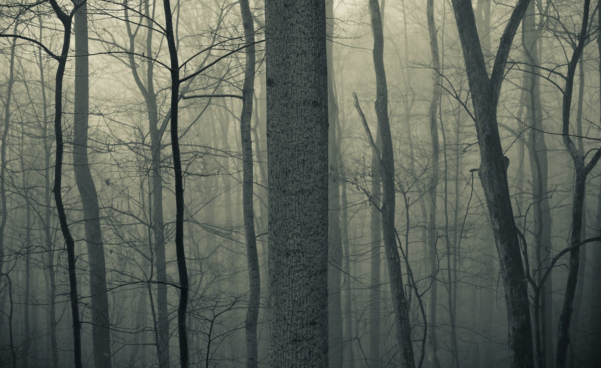 Download free dark woods pictures.