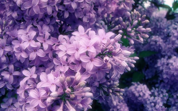Download free lilac wallpapers.
