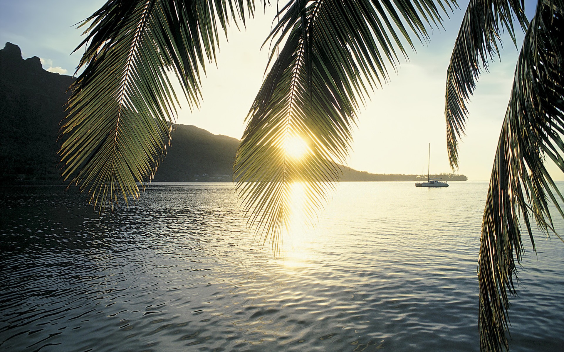 Palm Tree Backgrounds | PixelsTalk.Net