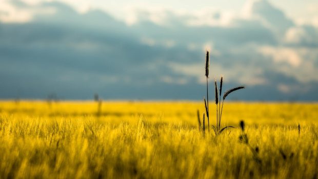 Dry grass field landscape wallpaper.