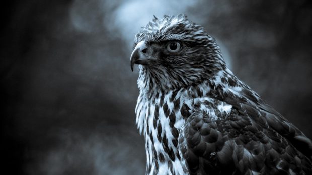 Eagle Birds 3d HD Wallpaper.