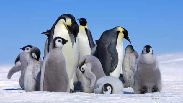 Emperor penguins huddling wallpaper hd.