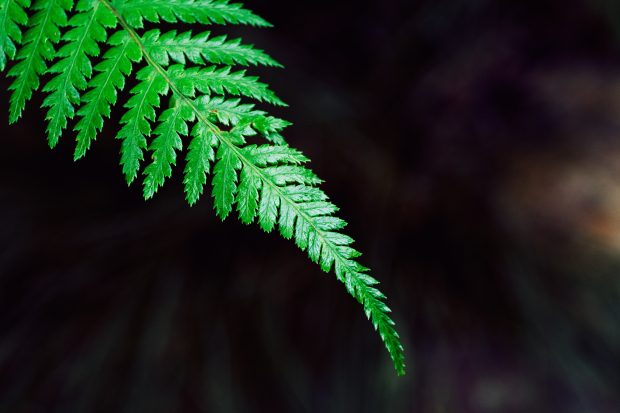 Fern plant leaf images 5616x3744.