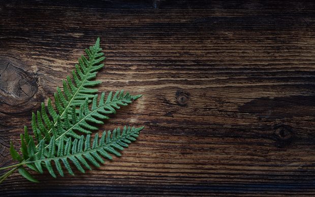 Fern plant leaves backgrounds 1920x1200.