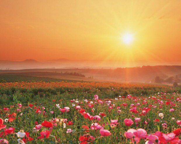 Field of Flowers Sunshine Wallpaper HD 1.