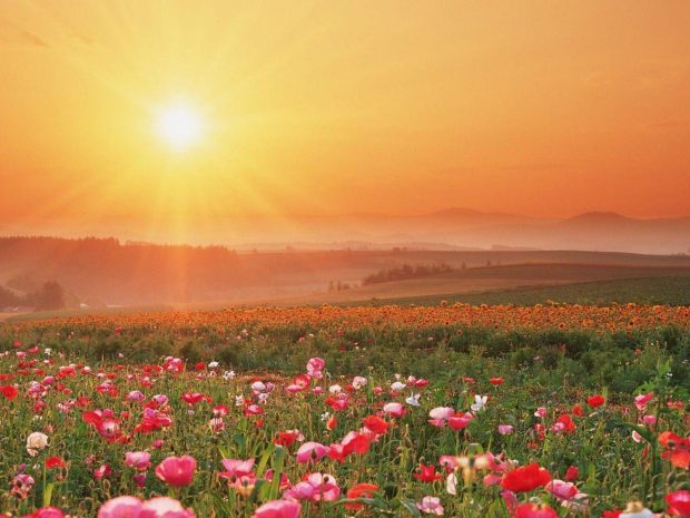 Field of Flowers Sunshine Wallpaper HD 2.