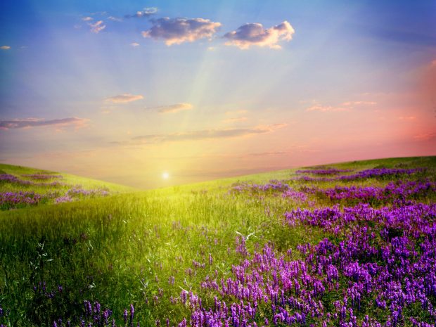 Field of Flowers Sunshine Wallpaper HD 3.