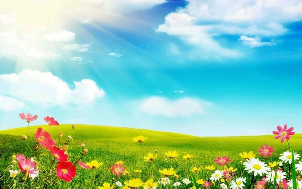 Field of Flowers Sunshine Wallpaper HD 4.