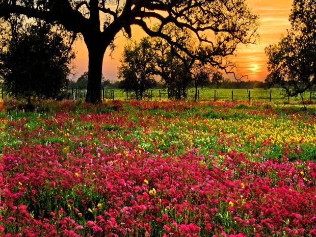 Field of Red Flowers Wallpaper HD 1.