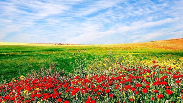 Field of Red Flowers Wallpaper HD 2.