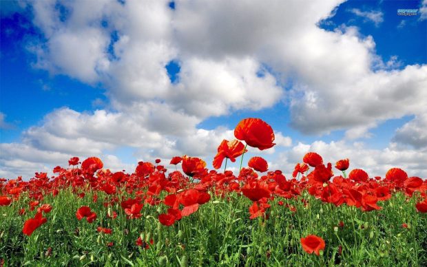 Field of Red Flowers Wallpaper HD 3.