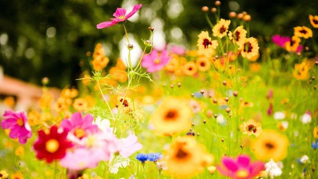 Field of Yellow Flowers Wallpaper HD 2.