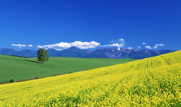 Field of Yellow Flowers Wallpaper HD 4.