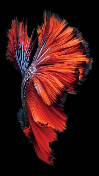Fish Red Live Iphone Wallpaper