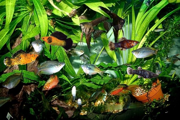 Fish Tank Wallpapers HD Aquarium Pack.