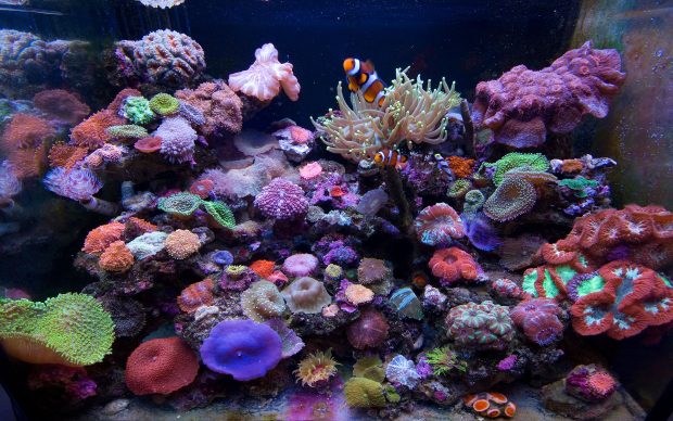 Fish Tank Wallpapers HD Marine Aquarium.