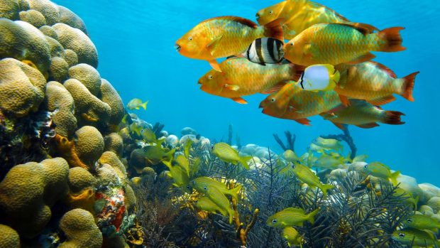 Fishes Tropical Underwater Fish Ocean Coral Seabed Wallpapers Photo.