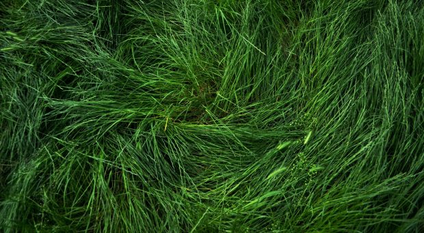 Flattened grass wallpaper 1920x1080.