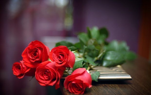 Flower Rose Red Nice Backgrounds.