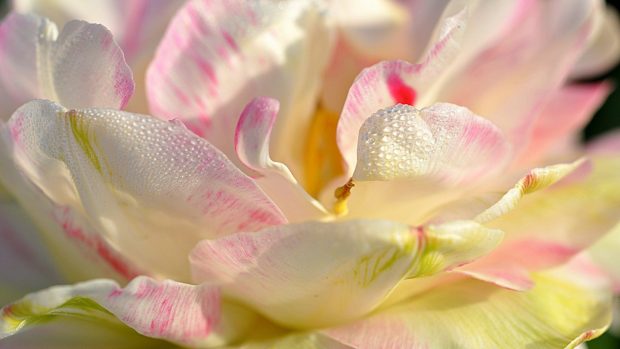 Flower macro tapet up skin spring white petals pink yellow close magnolia wallpapers.