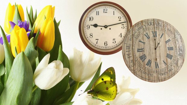 Flower tulip time butterfly white tulips clocks yellow vintage spring antique wallpaper garden.