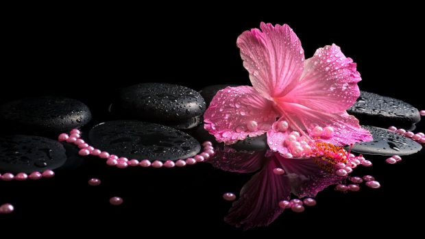 Flowers Hibiscus Wallpapers HD.