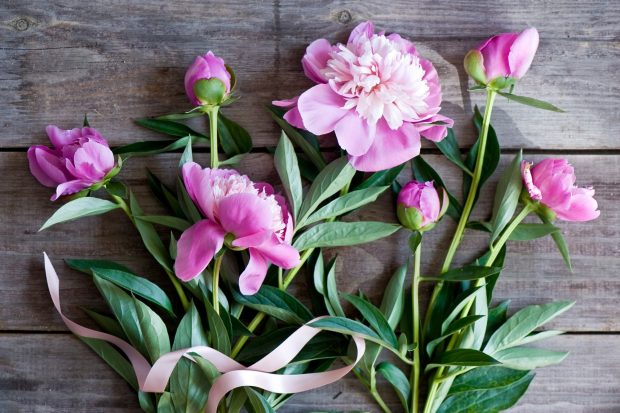 Flowers buds ribbons peony amazing nature hd photo.