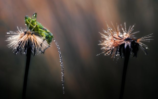 Flowers dandelion cricket dew nature desktop flower backgrounds.