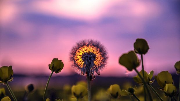 Flowers dandelion nature sunset desktop wallpaper flower pictures 1920x1080.