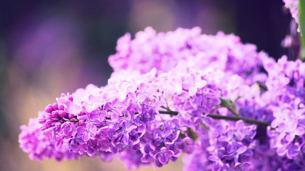 Flowers lilac pink 2400x1350 wallpaper.