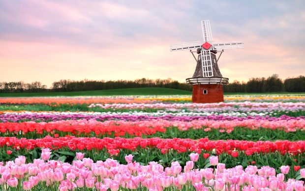 Flowers mill field Tulips pink Spring flowers background new.