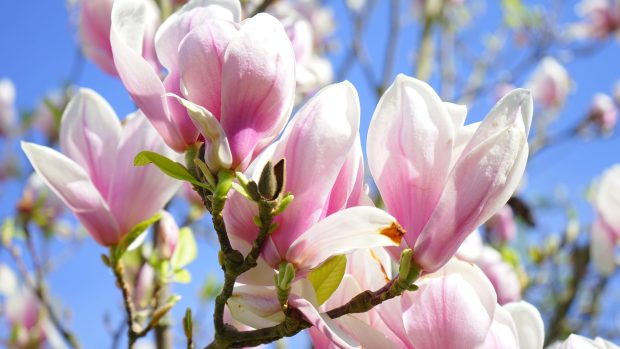 Flowers of Magnolia Ultra HD.
