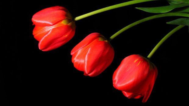 Flowers tulip colors lovely harmony photography nice tulips delicate beautiful cool black beauty elegantly red pretty bouquet desktop wallpapers 1920x1080.