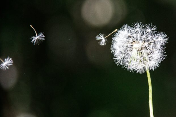 Flying Dandelion.