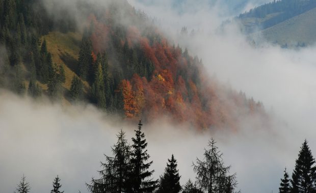 Foggy mountain forest wallpaper 1920x1200.