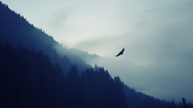 Forest 3840x2160 5k 4k wallpaper fog eagle landscape.