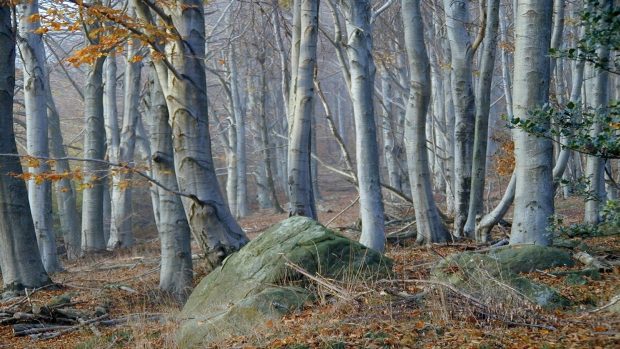 Forest rocks misty birch trees trunks mist beautiful forests wallpapers.