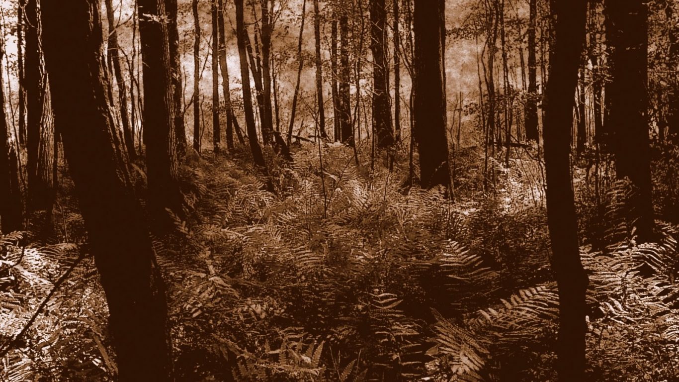 Scary Enter Dare Trees Ferns Dark Woods Forest Haunted Nature Wallpaper.