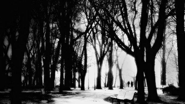 Forest soul walk path sees black white beauty trees wallpaper macbook.