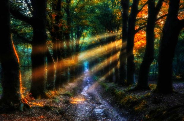 Forests enchanted colors sunbeams leaves forest fairytale magic creek morning beautiful trees path wallpaper full hd.