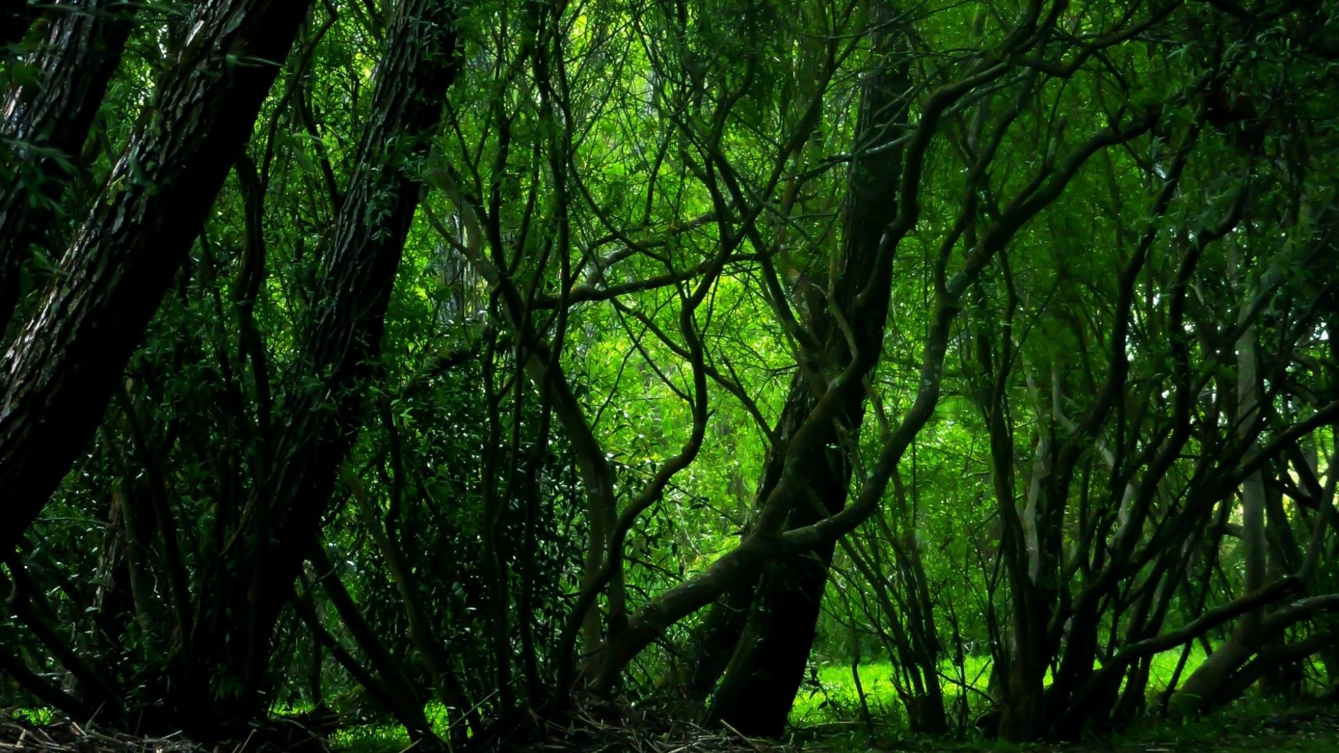 Nature Forest Magic Trees Jade Woods Wallpaper Scene.