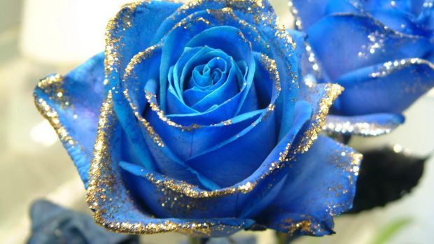 Free Blue Rose.