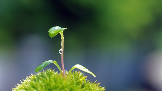 Free Desktop Sprout Photos.