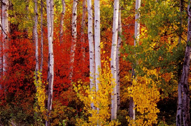 Fall Color and Aspens, Wenatchee National Forest, Washington.