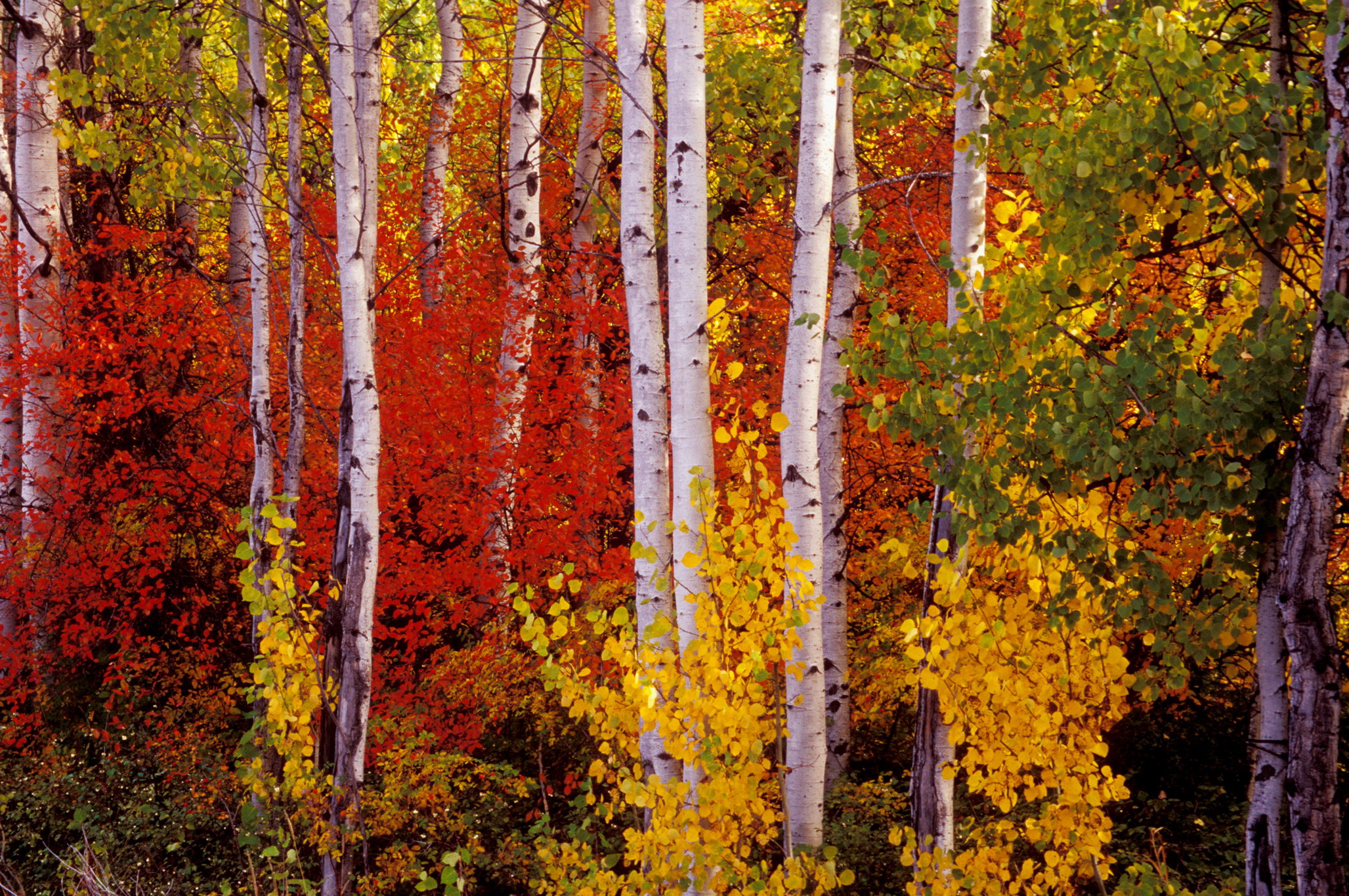 Birch Tree Wallpapers | PixelsTalk.Net