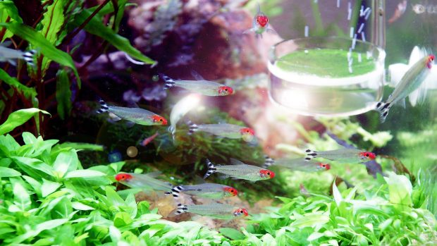 Free Download Fish Tank Backgrounds Photo.