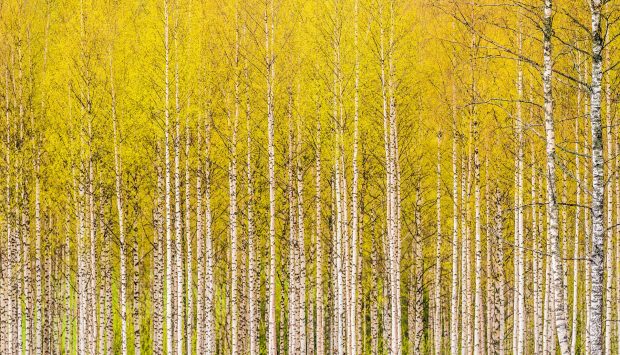 Free HD Backgrounds Birch Tree.